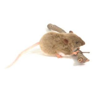 Hansa Fat Rat Teddy Mary Shortle