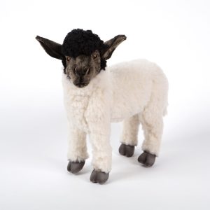 Sheep Suffolk Hansa 7822 Mary Shortle 2-min