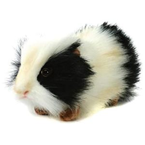 Guinea Pig Hansa-min
