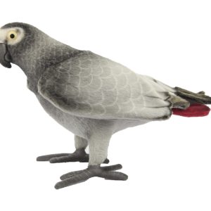 African Grey Parrot ⋅ Hansa
