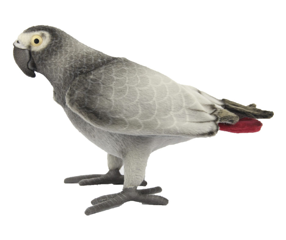 African Grey Parrot ⋅ Hansa